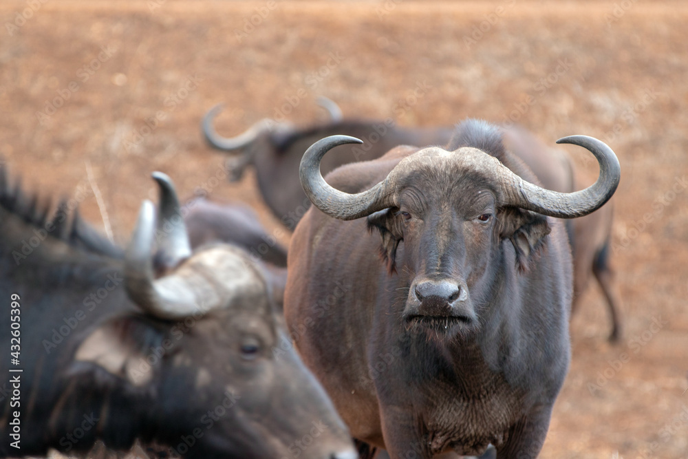 Cape Buffalo cow with her herd in sub saharan Africa