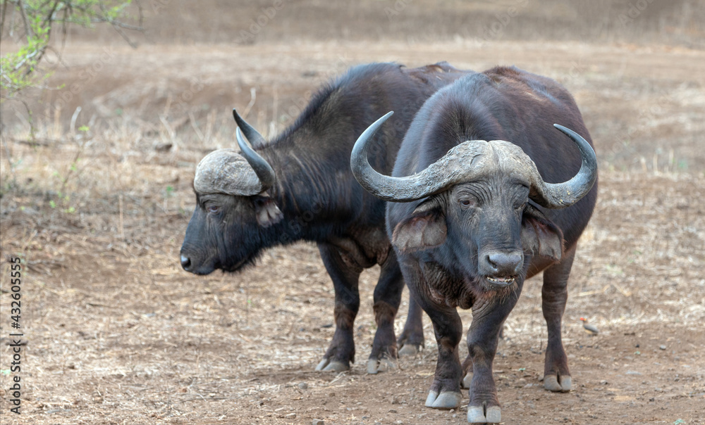 Two Cape Buffalo bulls [syncerus caffer] chewing the cud in South Africa RSA
