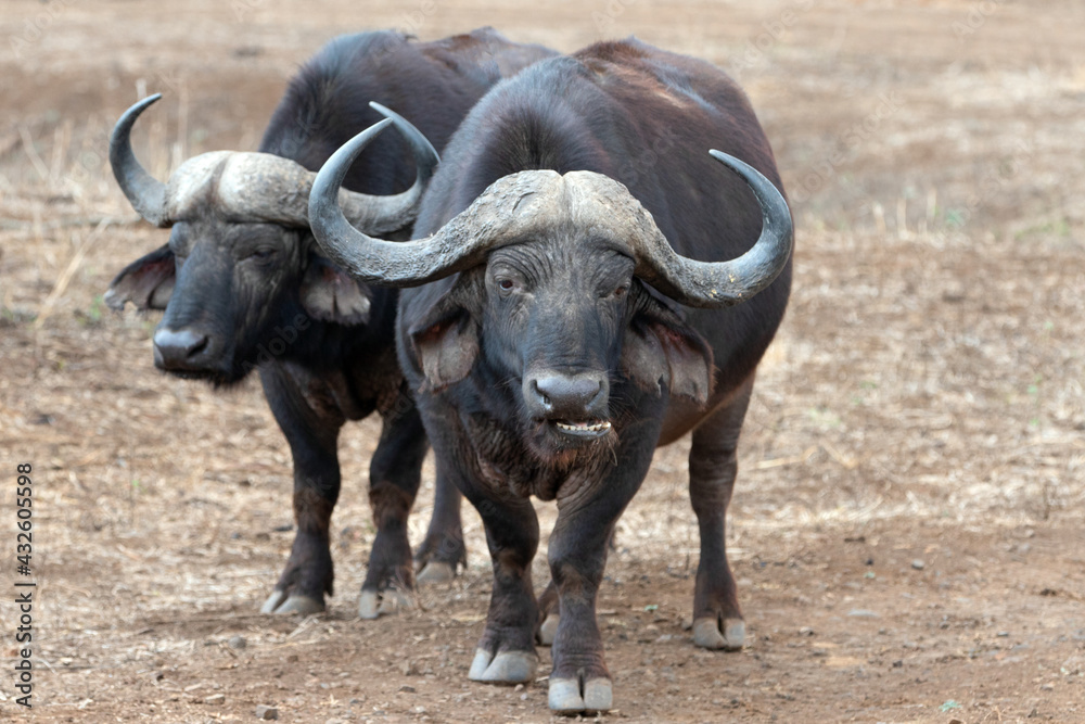 Two Cape Buffalo bulls [syncerus caffer] chewing the cud in South Africa RSA