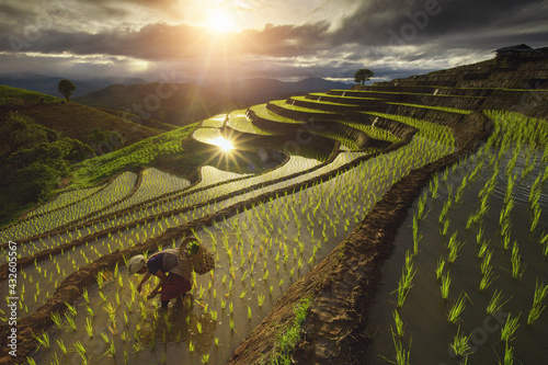 Obraz na plátně farmer on water ricefield during sunset,Thailand