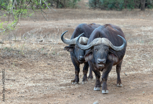 Two Cape Buffalo bulls  syncerus caffer  chewing the cud in South Africa RSA