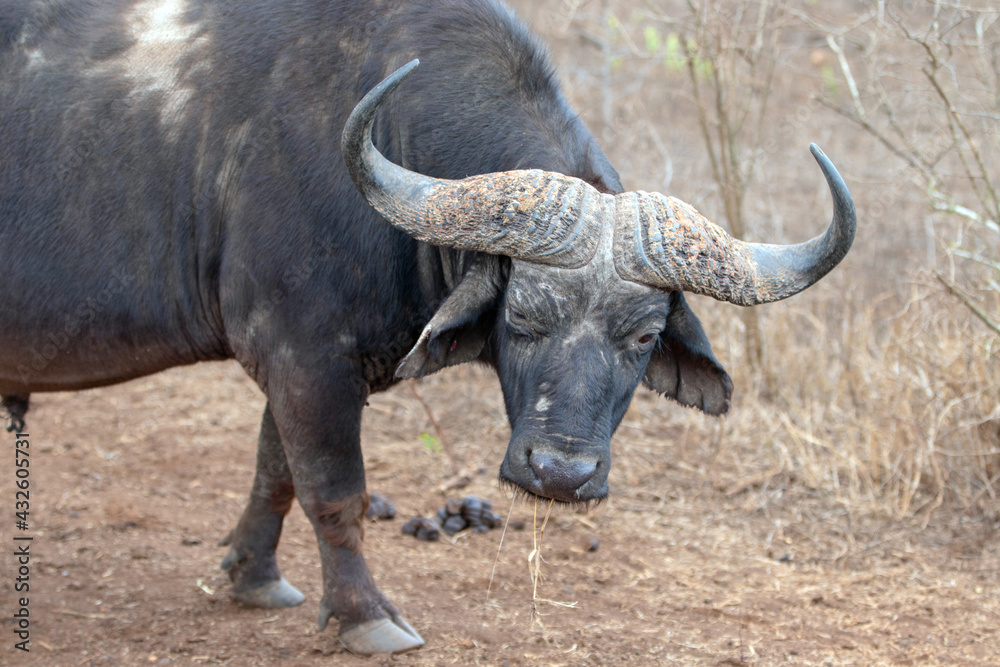 Cape Buffalo bull with fused horn base bosses on head in South Africa RSA Cape Buffalo bull with fused horn base bosses on head in South Africa RSA