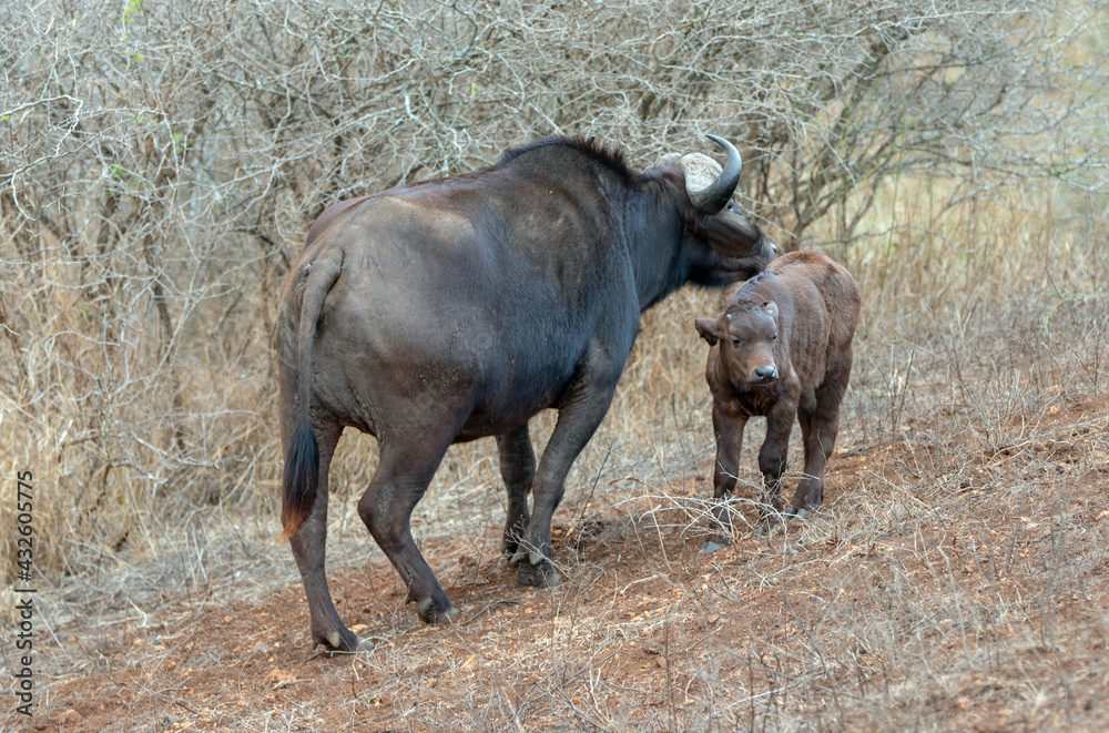 Cape Buffalo calf with mother in South Africa RSA Cape Buffalo calf with mother in South Africa RSA