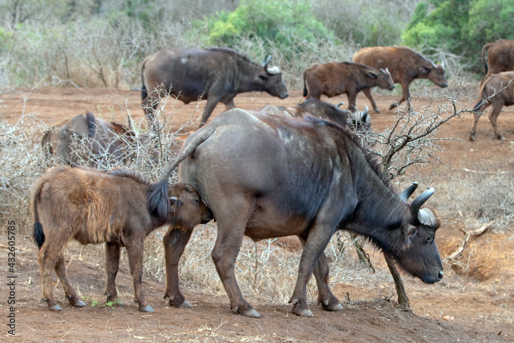 Cape Buffalo calf nursing in South Africa RSA Cape Buffalo calf nursing in South Africa RSA