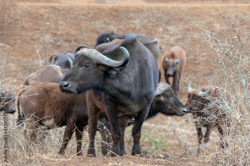 Cape Buffalo cow in Kruger National Park in South Africa RSA © htrnr