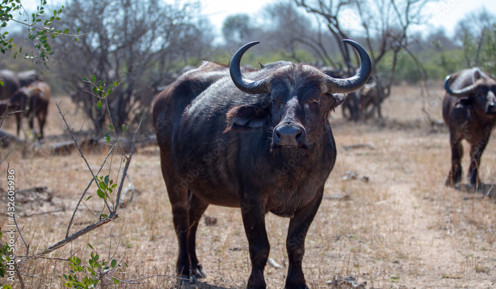 Cape Buffalo cow in Kruger National Park in South Africa RSA