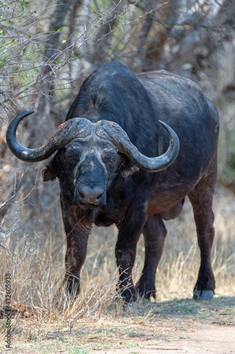 Cape Buffalo bull with fused horn base bosses on head in South Africa RSA