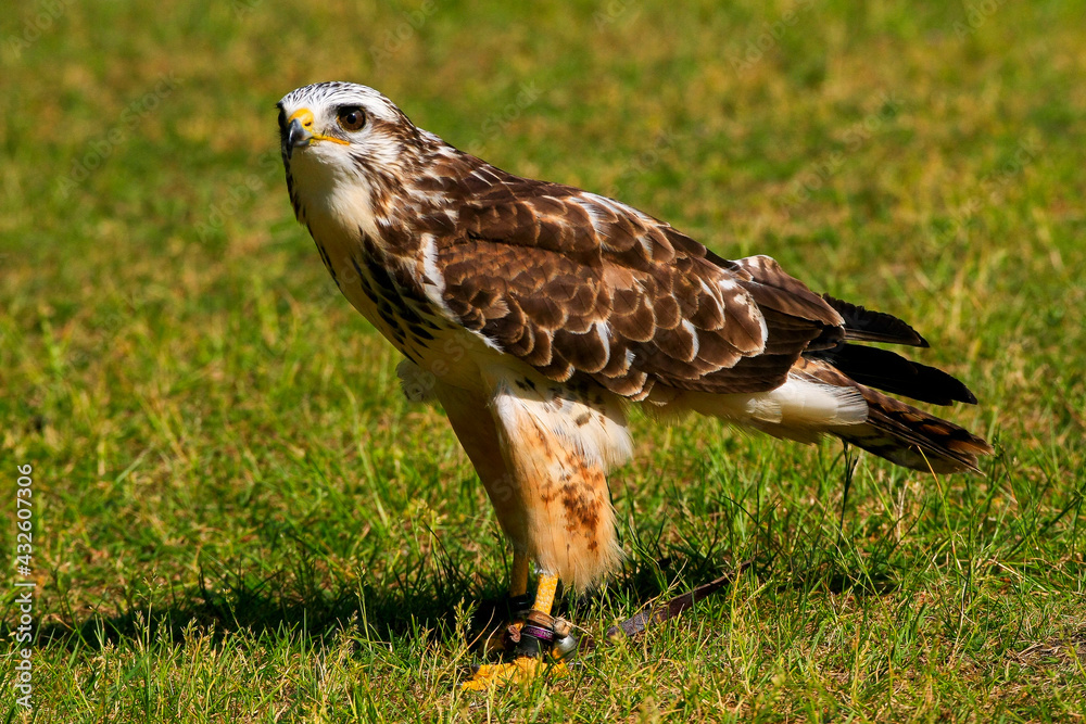 Obraz premium Greifvögel