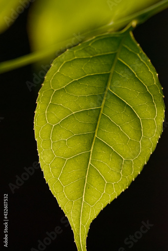 close up of leaf