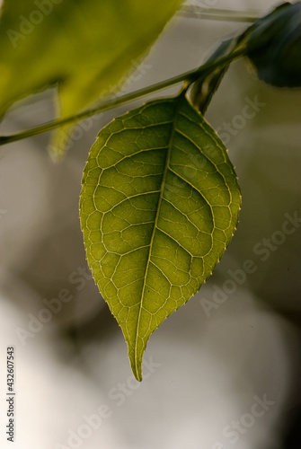 close up of a leaf