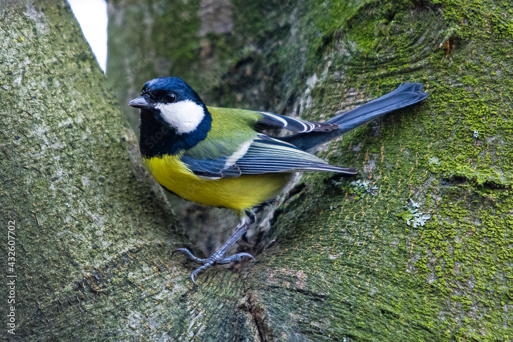 Obraz premium Vogel
