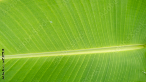 young banana leaves that have just bloomed