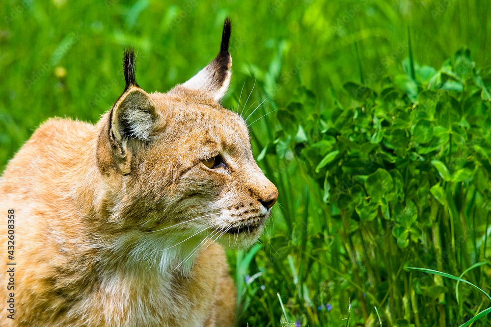 Naklejka premium Luchs