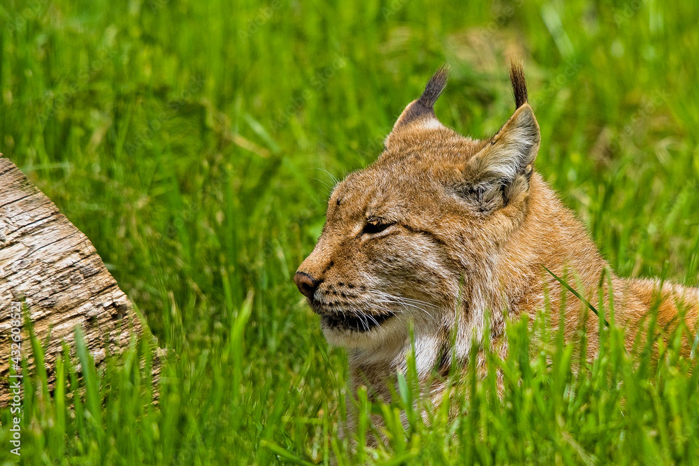 Fototapeta premium Luchs