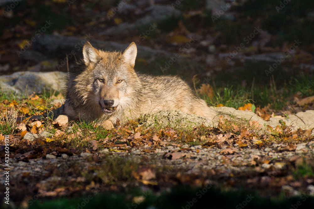 Obraz premium Wolfsrudel