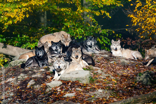 Bilde på lerret Wolfsrudel