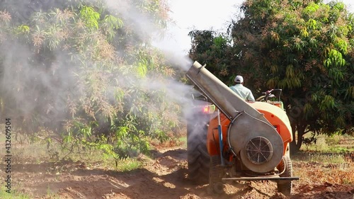 agricultural field where the mango tree is treated with pesticides,an agricultural tractor with spraying mango garden, mango cultivation,spraying in the mango orchard