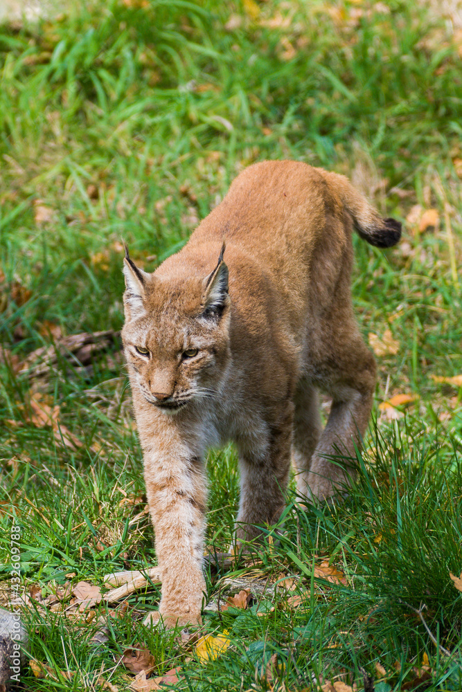 Obraz premium Luchs