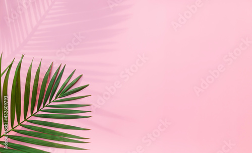 Tropical leaves is placed on a pink background with part of the leaf layout and copy space.