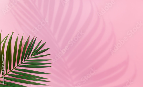 Tropical leaves is placed on a pink background with part of the leaf layout and copy space.
