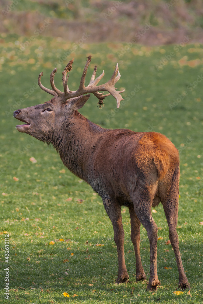 Fototapeta premium Hirsch