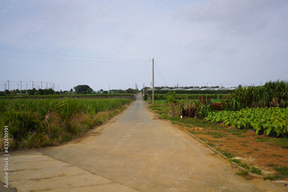 沖縄県宮古島の畑の間の一本道