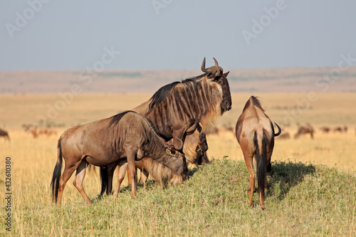 Fototapeta Naklejka Na Ścianę i Meble -  Blue wildebeest (Connochaetes taurinus), Masai Mara National Reserve, Kenya.
