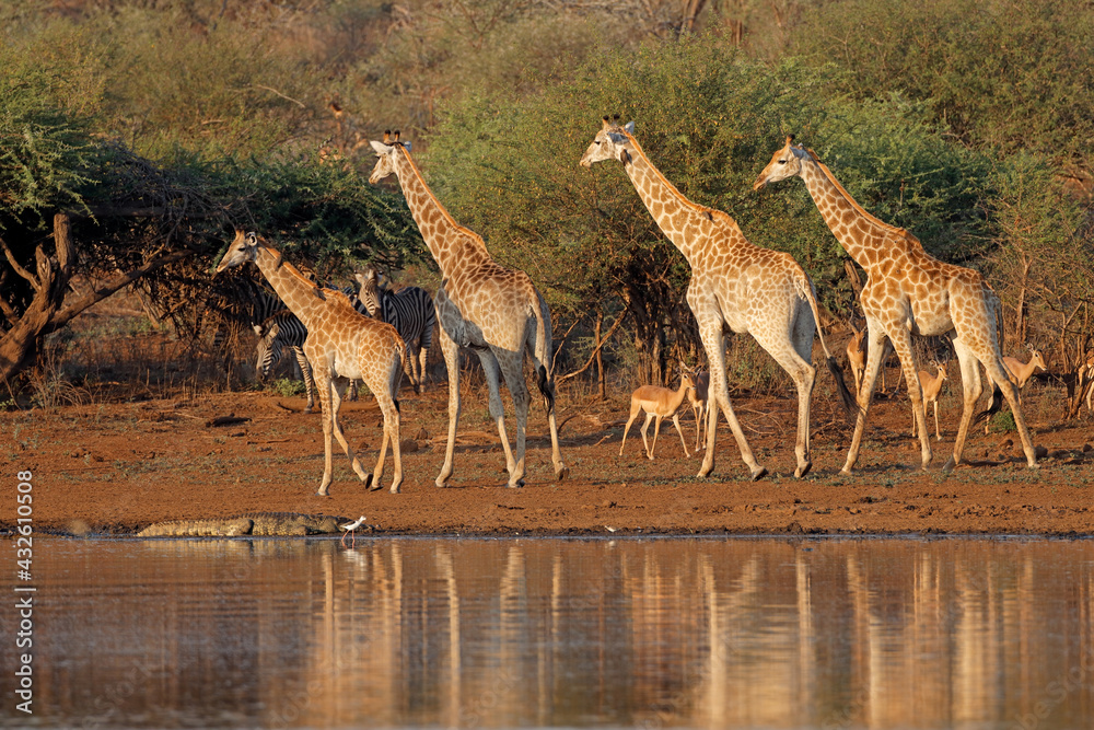Fototapeta premium Giraffes (Giraffa camelopardalis) and other wildlife at a waterhole, Kruger National Park, South Africa.