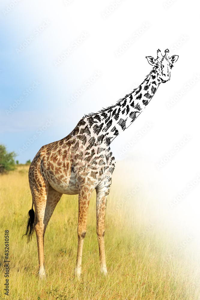 Fototapeta premium Hand drawing and photography giraffe combination. Sketch graphics animal mixed with photo