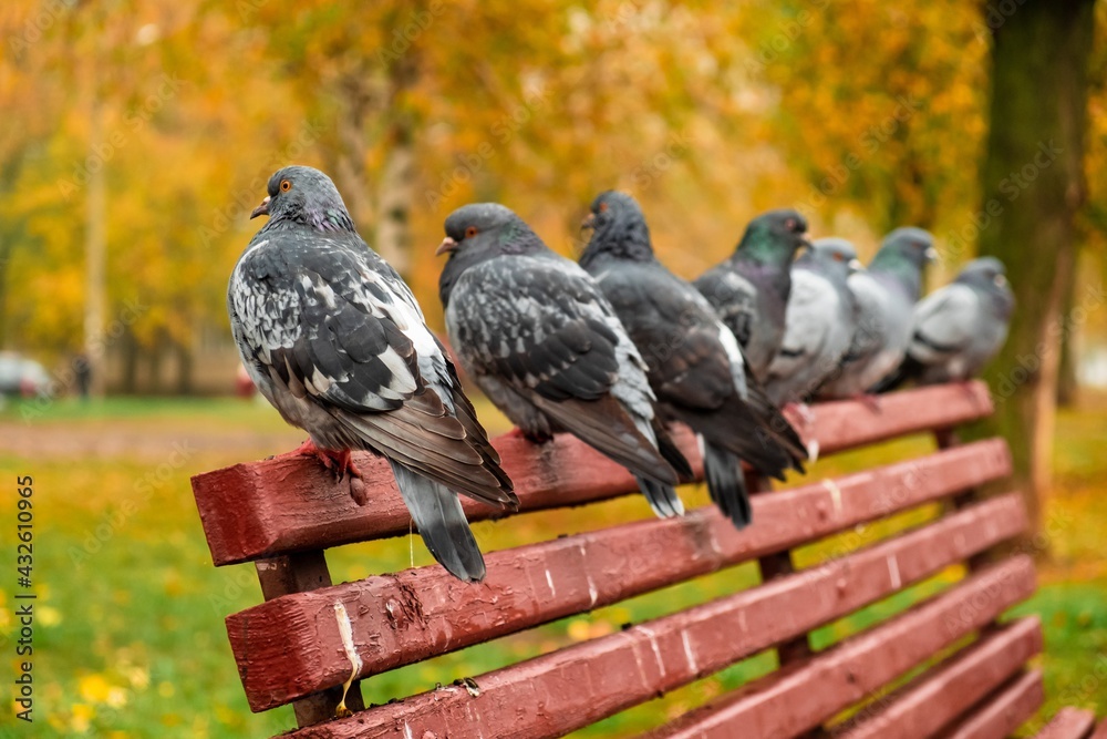 Fototapeta premium Beautiful dove animal pegeon park. head grey
