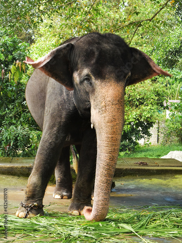 Captive elephant eating fresh elephant grass at an elephant farm. photo