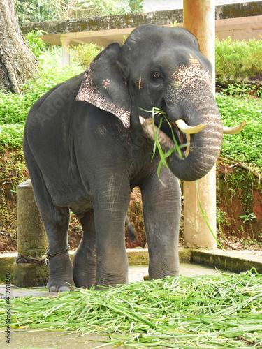 Canvas Print Captive elephant eating fresh elephant grass at an elephant farm.