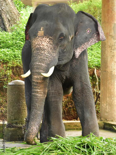 Captive elephant eating fresh elephant grass at an elephant farm.