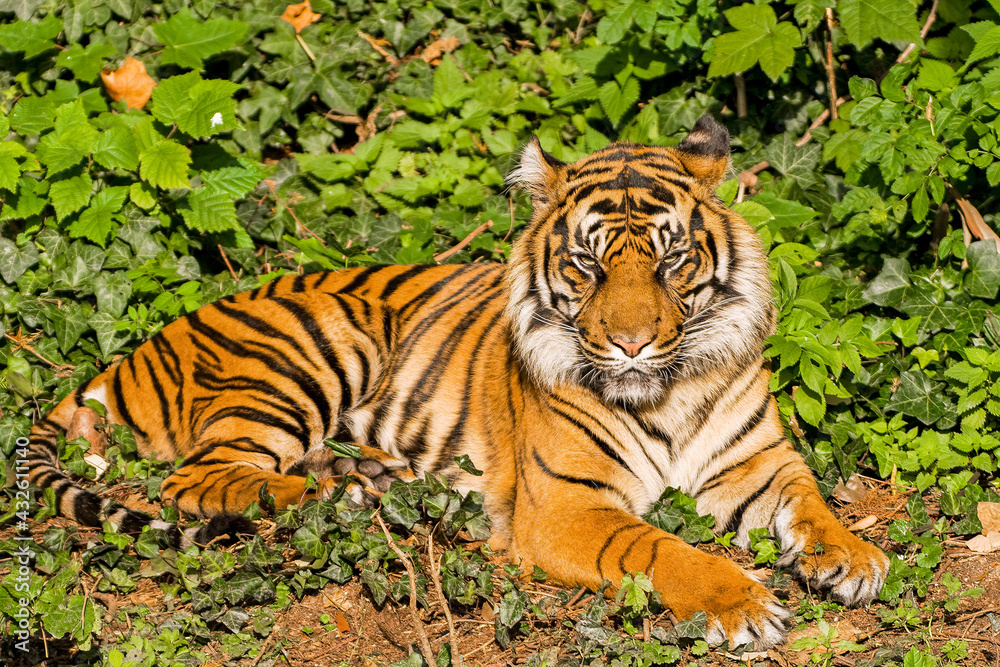 Obraz premium Tiger