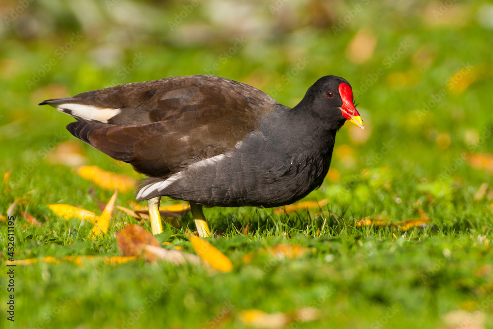 Obraz premium Blesshuhn