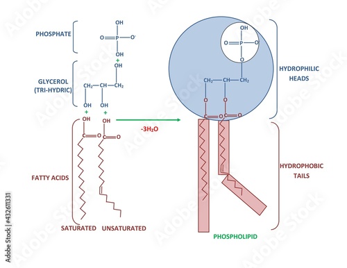 DIAGRAM SHOWING STRUCTURE AND COMPONENT OF A PHOSPHOLIPID MOLECULE photo
