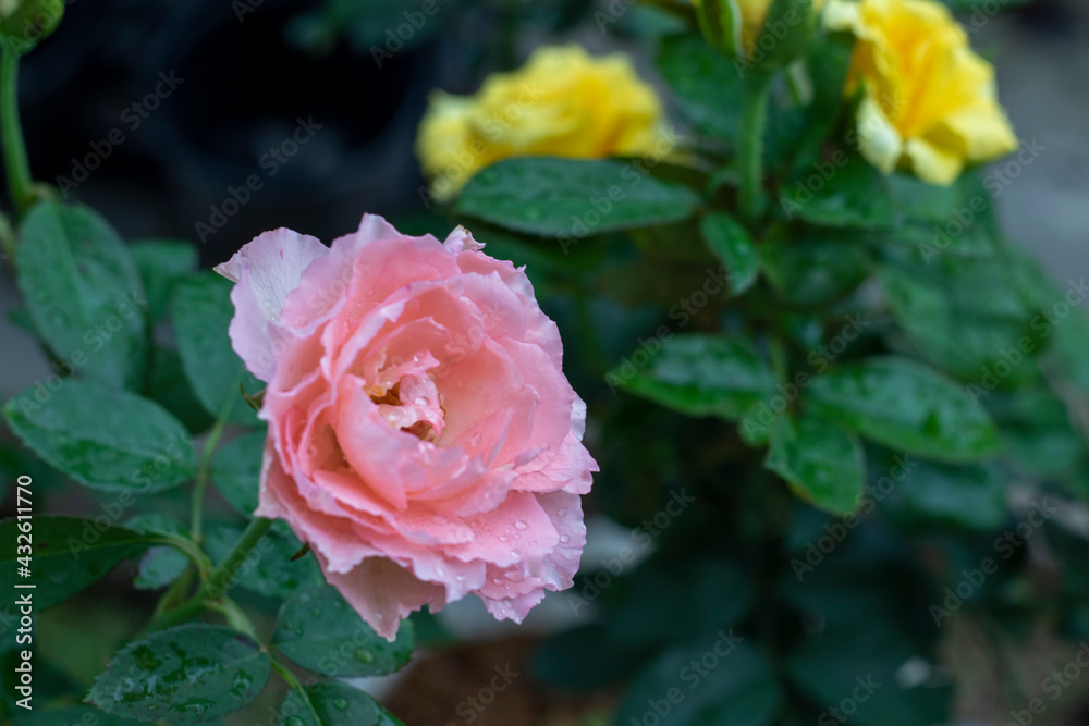 pink rose in garden. pink rose in garden.
