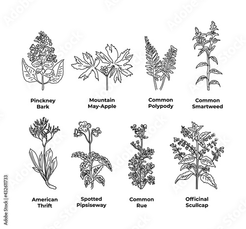 Fototapeta Naklejka Na Ścianę i Meble -  Set of hand drawn plants, vector illustration