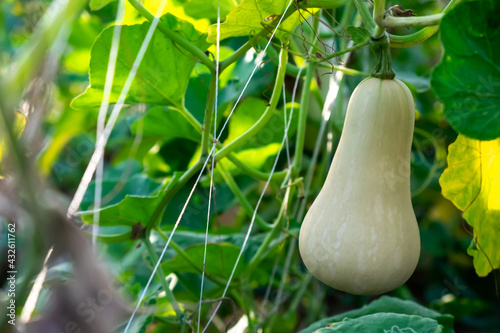 The perfect butternut hangs on the vine. In the organic plots