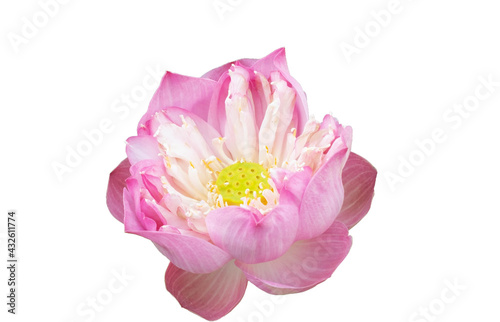 Blooming pink royal lotus  isolated on white background with clipping path.Royal lotusor Indian Lotus, Sacred Lotus, Bean of India