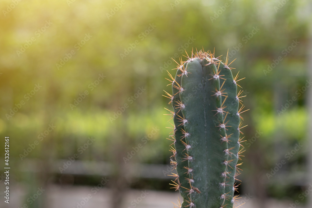 prickly cactus on a nature background prickly cactus on a nature background