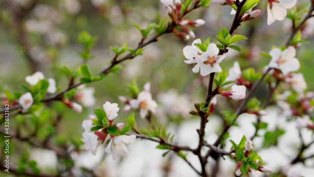 White cherry blossom blooming in a garden. Flowering trees in spring in country. White cherry blossom blooming in a garden. Flowering trees in spring in country.