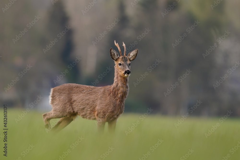 Wildlife scene with roebuck, Czech. Roe deer, Capreolus capreolus, walking in the grass. Ror deer in a natural habitat.