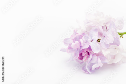 Blooming twig of lilac flowers on light background, top view, copy space