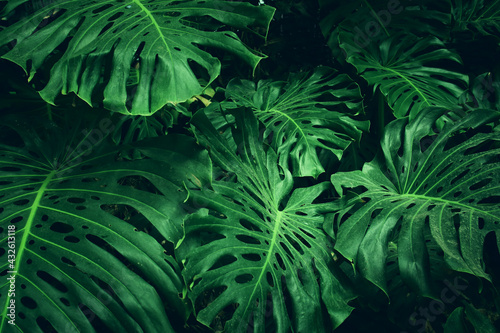 green tropical leaves background. summer and nature concept.