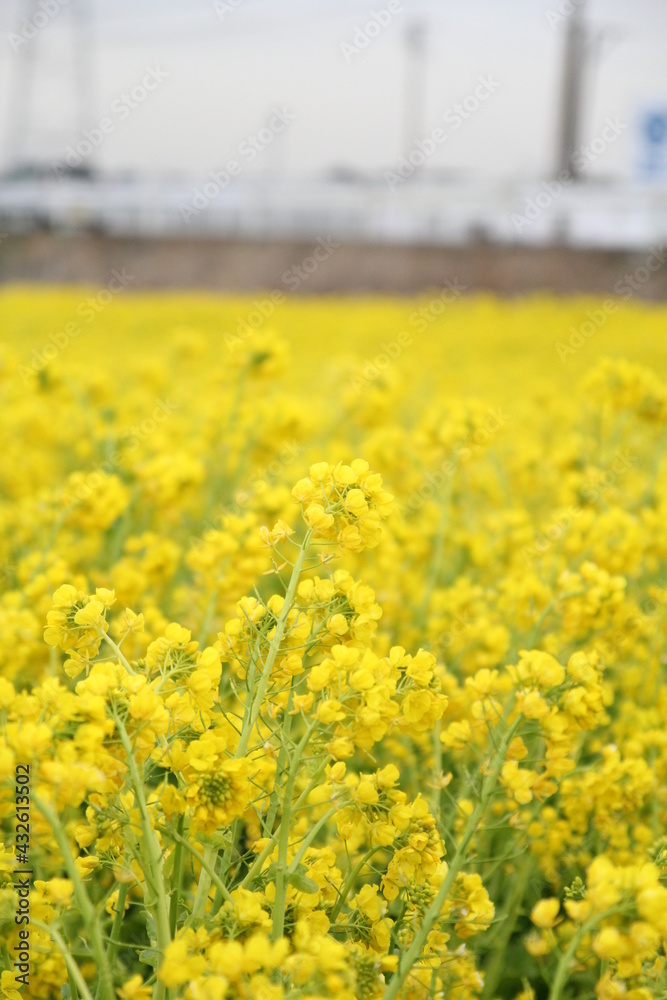 Fototapeta premium 黄色い菜の花
