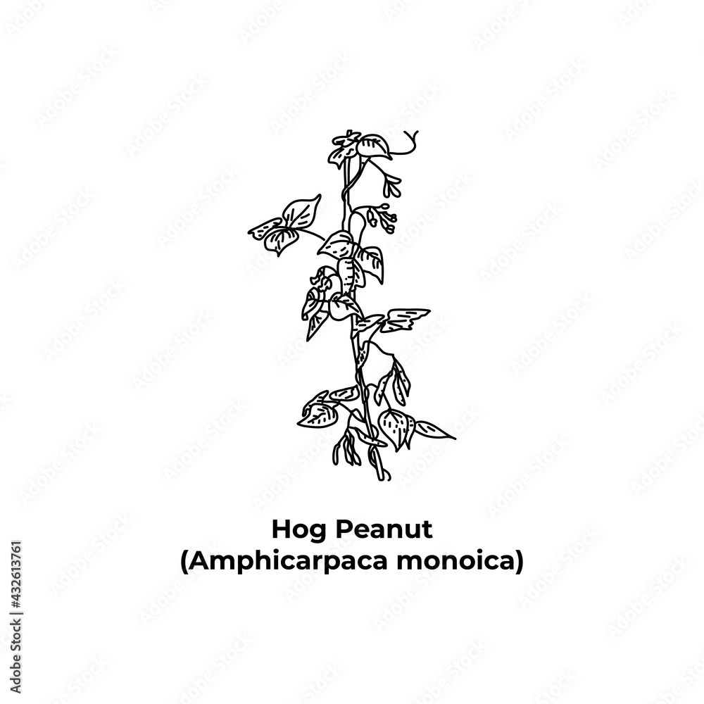 Fototapeta premium Plant biodiversity of america Hog Peanut