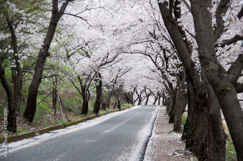 Beautiful korean cherry blossom trees © 태건 이