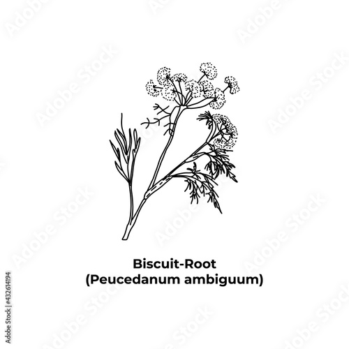 Treatment plant Biscuit Root Peucedanum ambiguum photo
