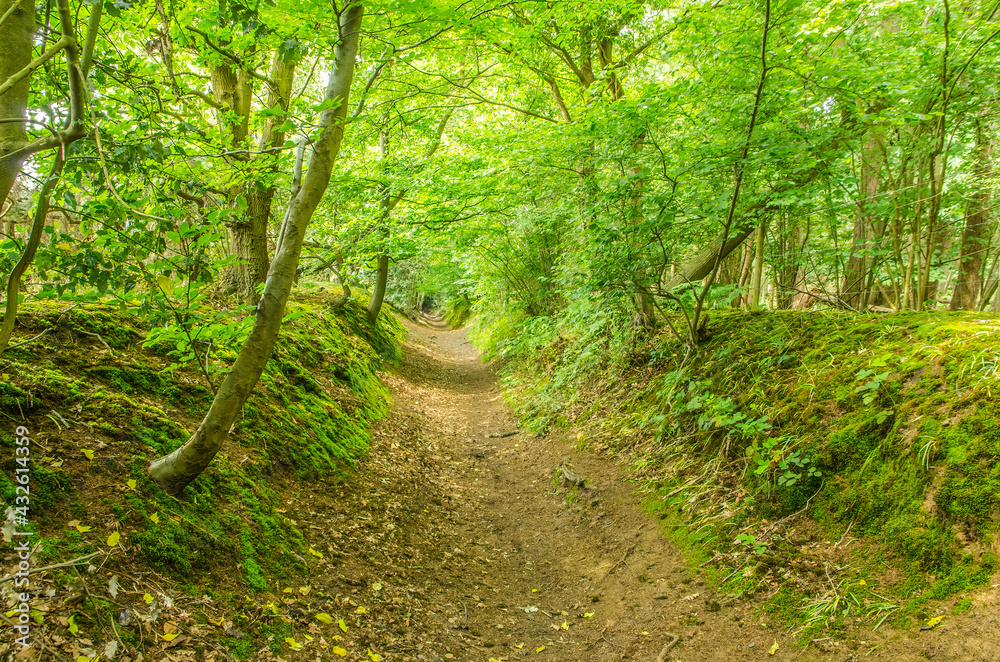 Fototapeta premium Sunken pathway in Surrey England 